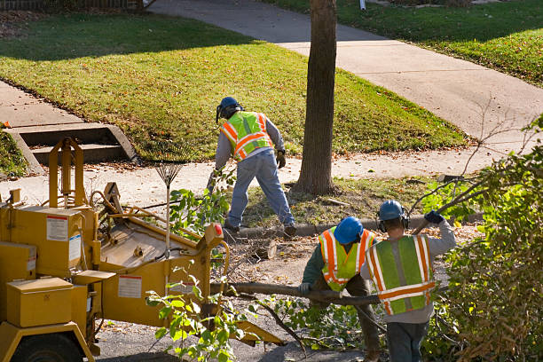 Professional Tree Services in Roxborough Park, CO